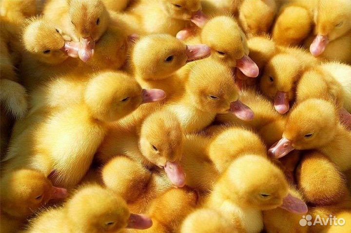 Утки утята Стар 53