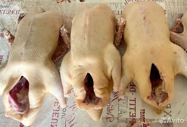 Утка домашняя мясо