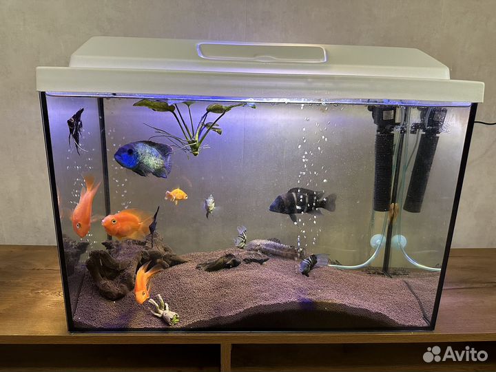 Аквариум с рыбками