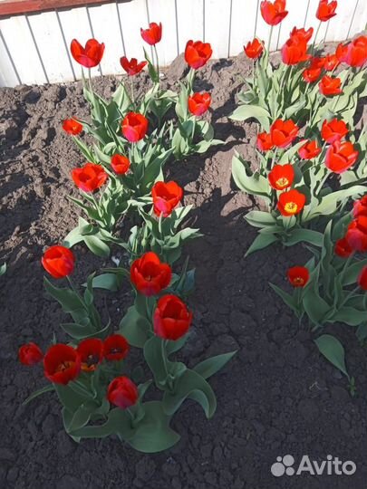 Луковицы тюльпанов