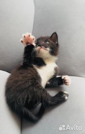 Котенок девочка в добрые руки