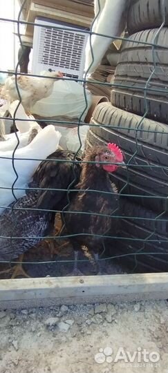 Молодые петухи из голубого яйца