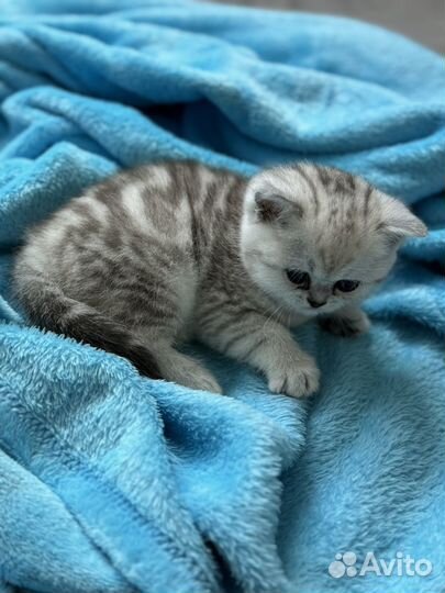 Шотландские котята