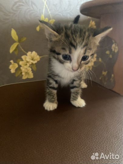 Кошки в добрые руки