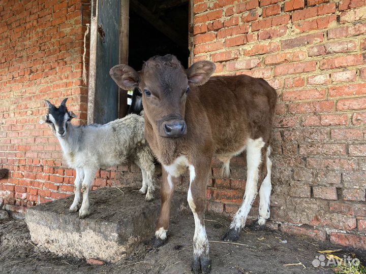 Продам коров, телку, бычка