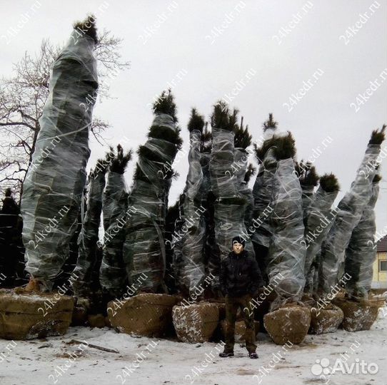 Дерево кедра