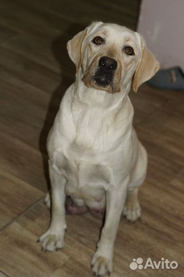 Щенки лабрадора