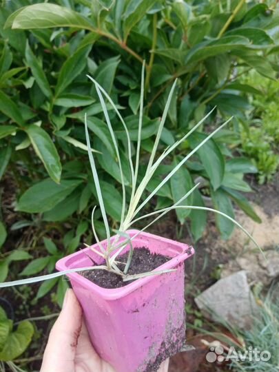 Гвоздика садовая