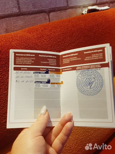 Ерширский терьер