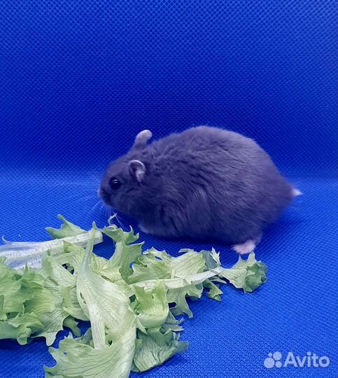 Хомяки из домашнего питомника. Подрощенные