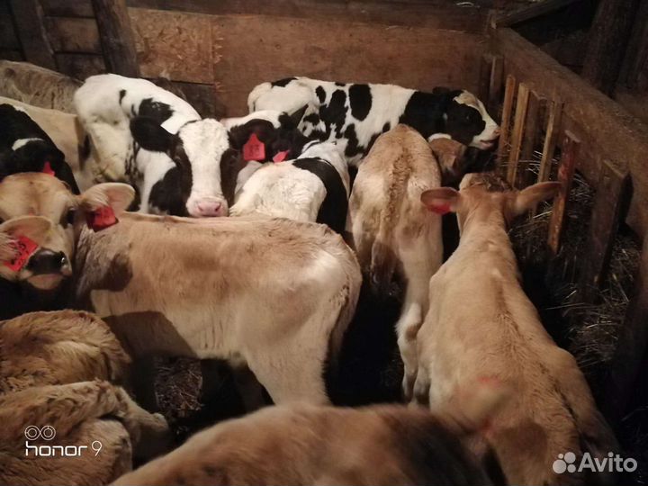 Быки на племя и откорм