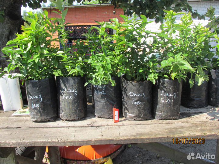 Голубика. Саженцы с зкс