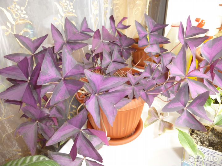 Спатифиллум Уоллиса, фикус Бенджамина и кислица