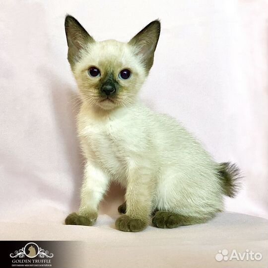 Милые Котозайки и Котопесики