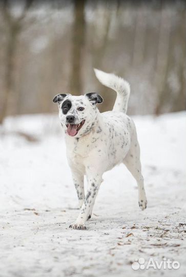 Собака из приюта