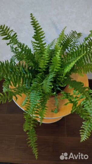Папоротник нефролепис
