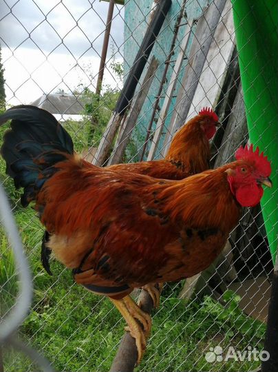 Петух кучинской юбилейной