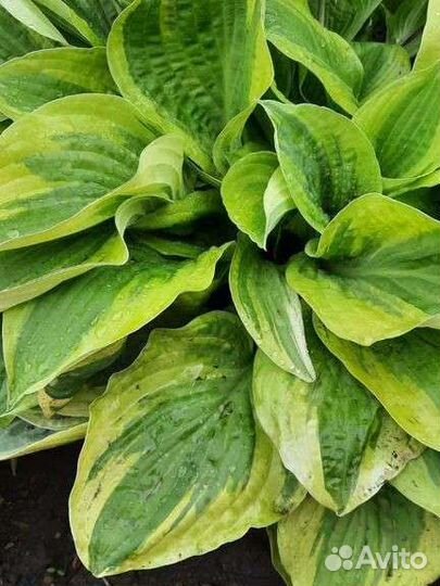 Хосты и папоротник