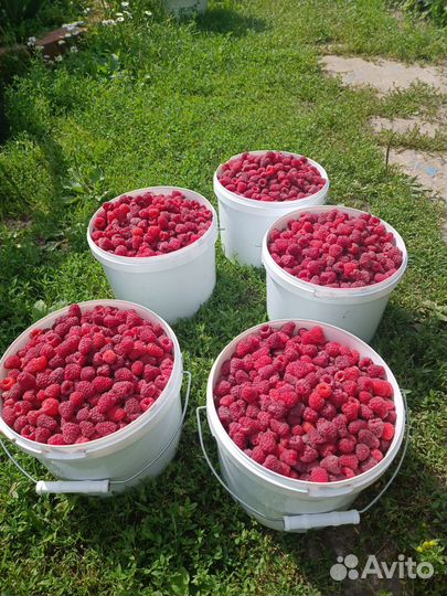 Саженцы малины, выведенной Казаковым И. В