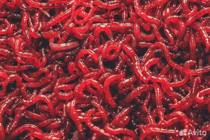 Продажа мотыля в Гатчине