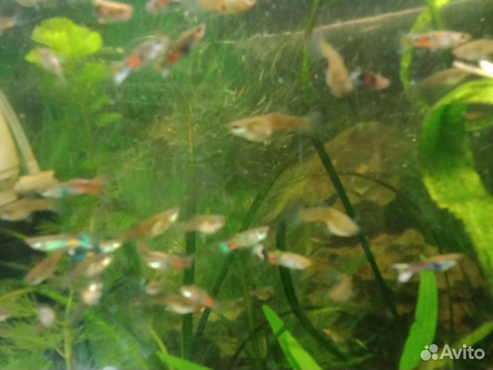 Рыбки гуппи