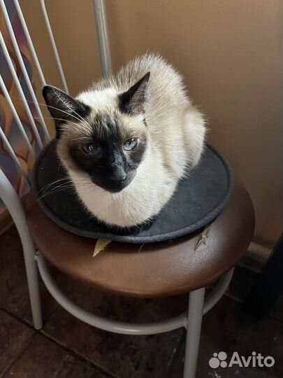 Тайский кот