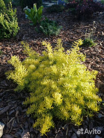 Многолетники почвопокровные