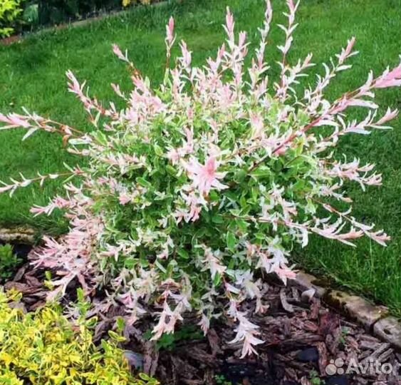 Ива Хакуро Нишики