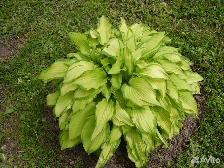 Хоста простая