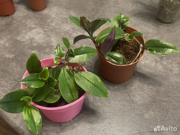 Хойя керри бегония традесканция хлорофитум шефлера