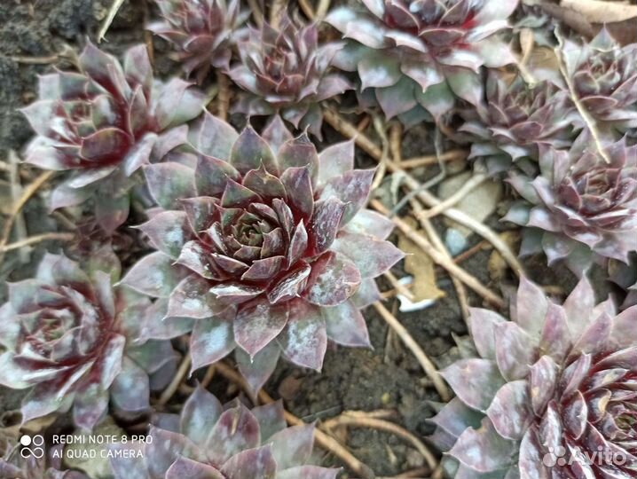 Суккуленты, каменная роза