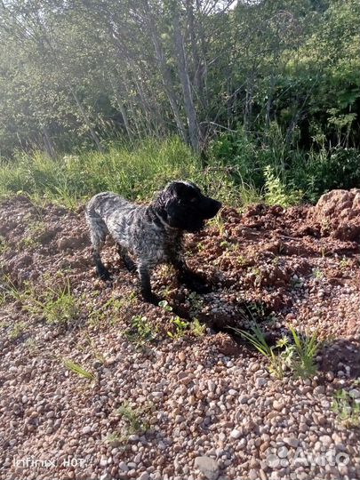 Русский спаниель вязка