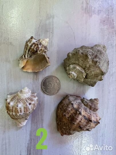 Ракушки рапан для аквариума и творчества
