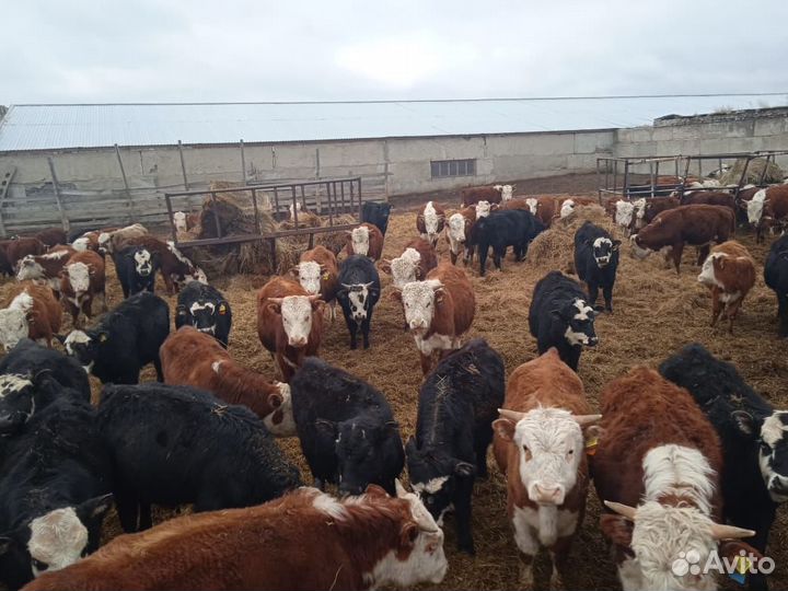 Бычки и телки