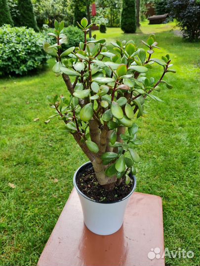 Денежное дерево (толстянка) большое, 2 штуки