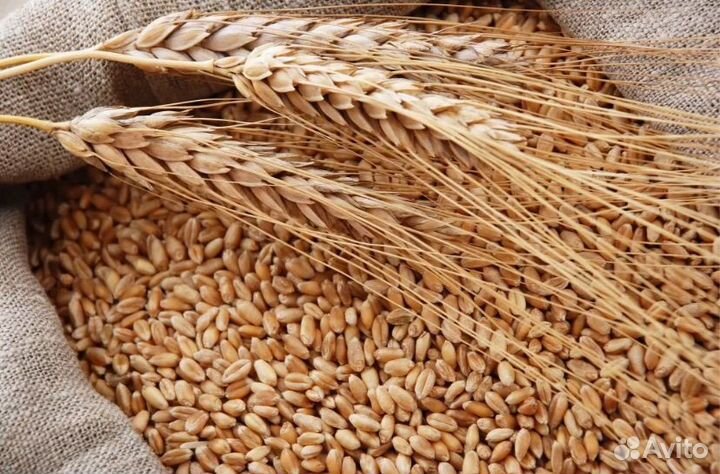 Пшеница