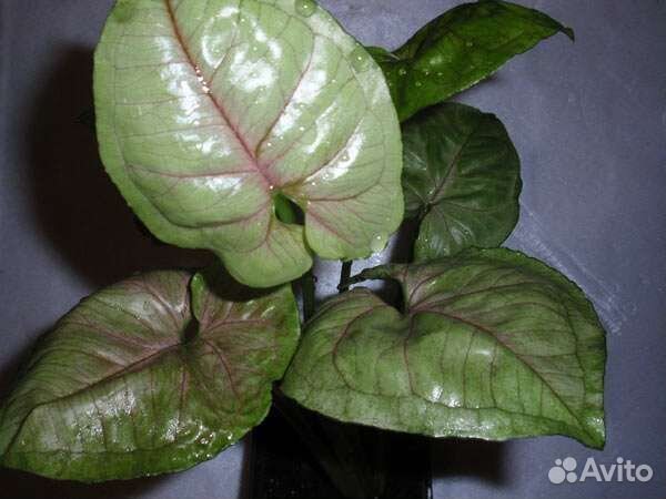 Сортовые сингониумы