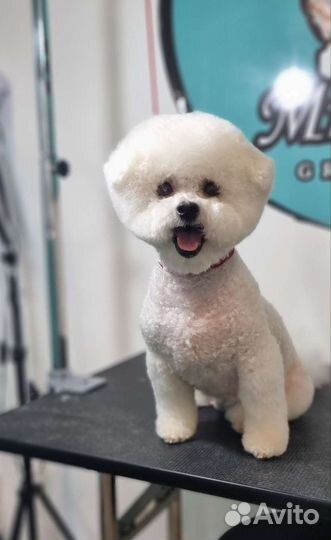 Стрижка кошек и собак