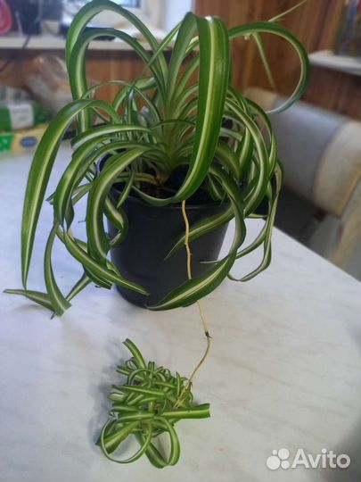 Хлорофитум кудрявый