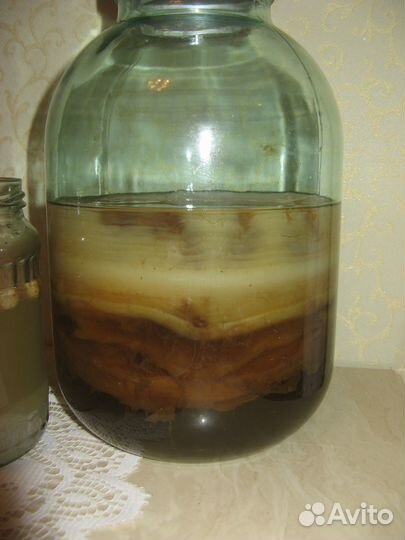 Гриб кефирный, индийский морской, чайный