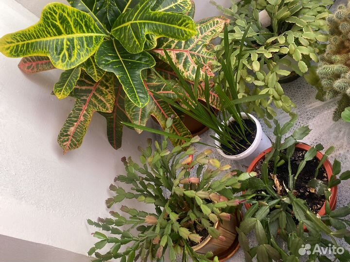 Продам цветы комнатные