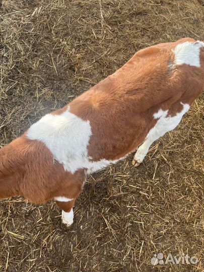 Телята бычки племенные с доставкой