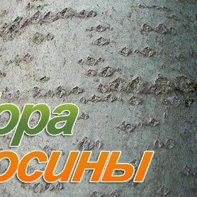 Кора осины