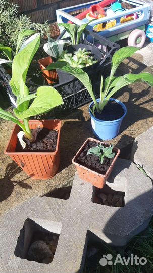 Мини хоста Церковная мышь