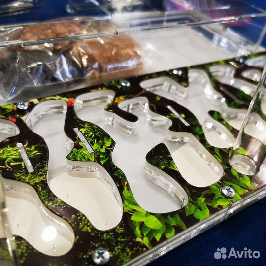 Муравьиная ферма Формикарий