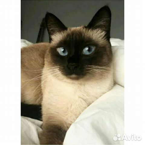 Кошка Тайская 1 год