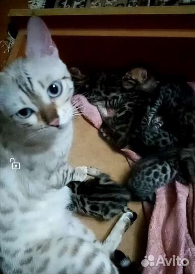 Бенгальские котята