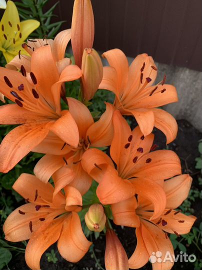 Цветы лилии