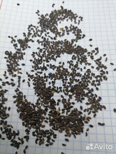 Семена Фацелия, Эспарцет