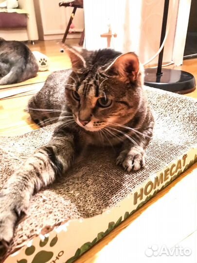 Молоденькая кошечка-«диванный» вариант в добрые ру